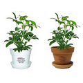 Tropical Plant / Schefflera in Pot